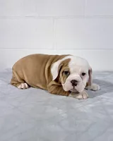 processed/598848c1-f46f-4170-a0ec-13dade80f7d2/listing/d1bcd0c8-55bb-4faf-adac-00e4e6bf0ad2/bf16c59b-19e2-4aa6-b076-f622db2da7e0