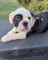 processed/598848c1-f46f-4170-a0ec-13dade80f7d2/listing/e1b09e4f-ca6d-4efd-9a52-f1144dccd35d/1862f534-aec0-4571-942d-47a16b628d96