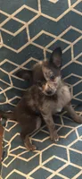 Shilly, a male Chihuahua and Pomeranian for sale in Lakewood, OH – 8 of 10