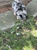 Lil Lea , a female Pomeranian for sale in Lakewood, OH – 3 of 6
