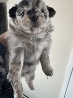 Lil Lea , a female Pomeranian for sale in Lakewood, OH – 4 of 4