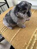 Gizmo, a male Pomeranian for sale in Lakewood, OH – 3 of 4
