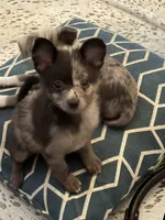 Gilly, a female Chihuahua for sale in Lakewood, OH – 2 of 5