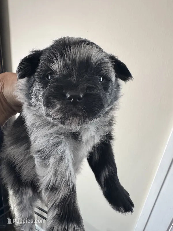 Gremlin – Pomeranian puppy for sale in Lakewood, OH