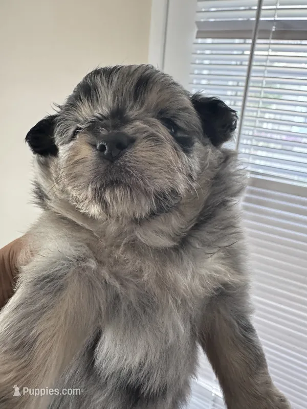 Sassy Sasha – Pomeranian puppy for sale in Lakewood, OH