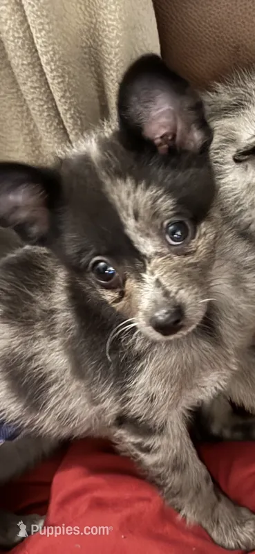 Shilly – Chihuahua, Pomeranian puppy for sale in Lakewood, OH