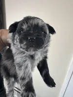 Gremlin, a male Pomeranian for sale in Lakewood, OH – 3 of 4