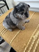Gizmo, a male Pomeranian for sale in Lakewood, OH – 2 of 4