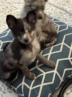 Gilly, a female Chihuahua for sale in Lakewood, OH – 4 of 5