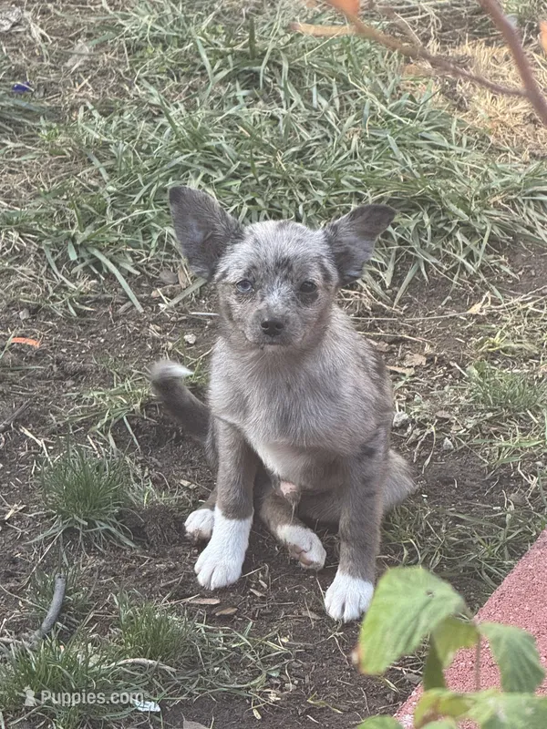 Gizmo – Chihuahua, Pomeranian puppy for sale in Lakewood, OH