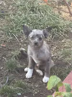 Gizmo, a male Chihuahua and Pomeranian for sale in Lakewood, OH – 1 of 9