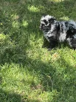 Lil Lea , a female Pomeranian for sale in Lakewood, OH – 2 of 6
