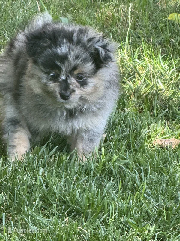 Gizmo – Pomeranian puppy for sale in Lakewood, OH