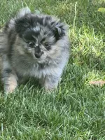 Gizmo, a male Pomeranian for sale in Lakewood, OH – 4 of 7
