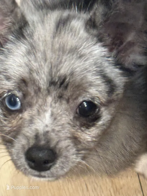 Shilly – Chihuahua, Pomeranian puppy for sale in Lakewood, OH