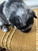 Gremlin, a male Pomeranian for sale in Lakewood, OH – 4 of 4