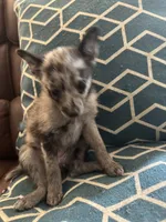 Mercy, a female Chihuahua and Pomeranian for sale in Lakewood, OH – 2 of 9