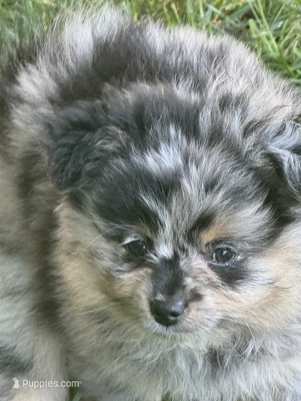 Lil Lea  – Pomeranian puppy for sale in Lakewood, OH