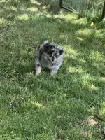 Gizmo, a male Pomeranian for sale in Lakewood, OH – 5 of 7