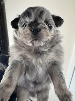 Lil Lea , a female Pomeranian for sale in Lakewood, OH – 3 of 4