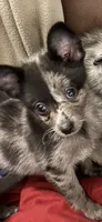 Gilly, a female Chihuahua for sale in Lakewood, OH – 1 of 5