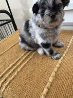 Lil Lea , a female Pomeranian for sale in Lakewood, OH – 2 of 4