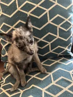 Mercy, a female Chihuahua and Pomeranian for sale in Lakewood, OH – 3 of 9