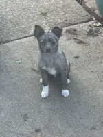 Gizmo, a male Chihuahua and Pomeranian for sale in Lakewood, OH – 8 of 9