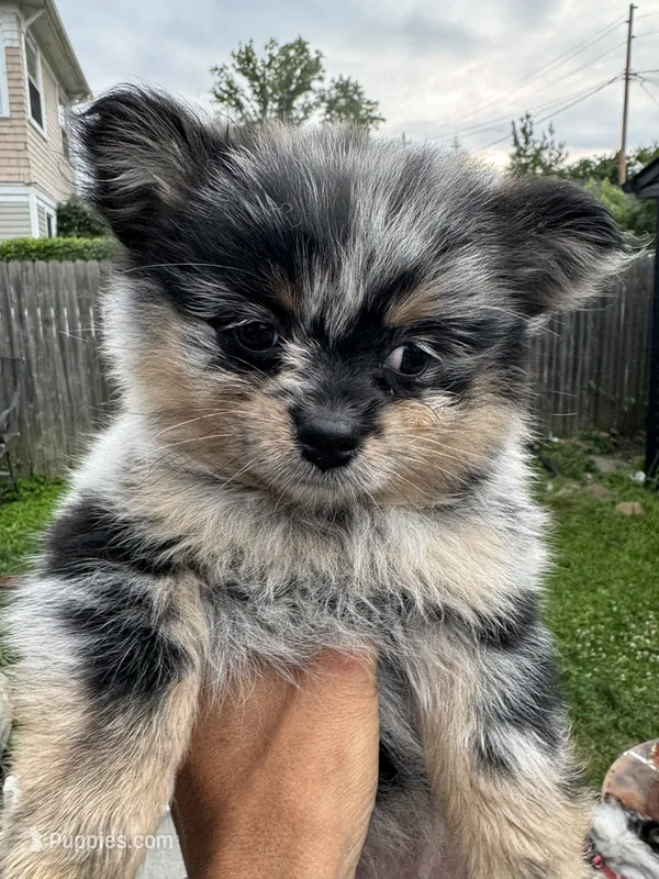 Gizmo – Pomeranian puppy for sale in Lakewood, OH