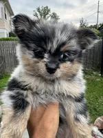 Gizmo, a male Pomeranian for sale in Lakewood, OH – 1 of 7