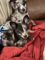 Gilly, a female Chihuahua for sale in Lakewood, OH – 5 of 5