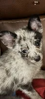 Mercy, a female Chihuahua and Pomeranian for sale in Lakewood, OH – 7 of 9