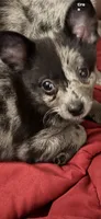 Shilly, a male Chihuahua and Pomeranian for sale in Lakewood, OH – 9 of 10