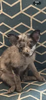 Mercy, a female Chihuahua and Pomeranian for sale in Lakewood, OH – 6 of 9