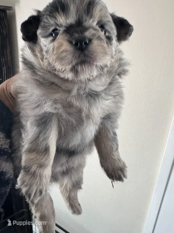 Gizmo – Pomeranian puppy for sale in Lakewood, OH