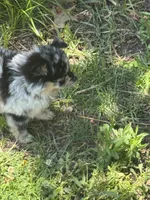 Lil Lea , a female Pomeranian for sale in Lakewood, OH – 4 of 6