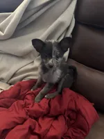 Shilly, a male Chihuahua and Pomeranian for sale in Lakewood, OH – 6 of 10