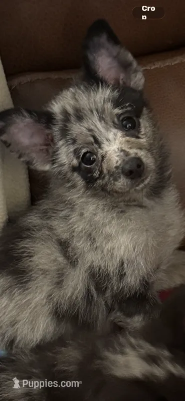 Mercy  – Chihuahua, Pomeranian puppy for sale in Lakewood, OH