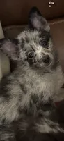 Mercy , a female Chihuahua and Pomeranian for sale in Lakewood, OH – 4 of 5