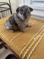 Gizmo, a male Pomeranian for sale in Lakewood, OH – 4 of 4