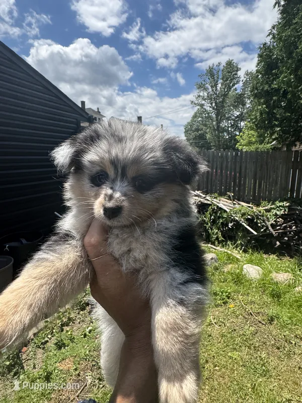 Sassy Sasha – Pomeranian puppy for sale in Lakewood, OH