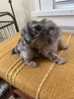 Sassy Sasha, a female Pomeranian for sale in Lakewood, OH – 2 of 3
