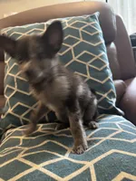 Shilly, a male Chihuahua and Pomeranian for sale in Lakewood, OH – 3 of 10