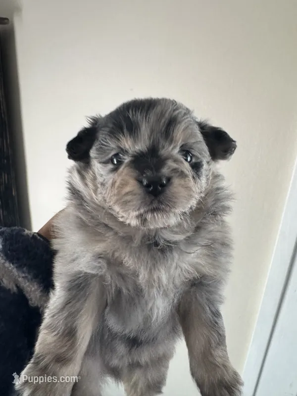 Lil Lea  – Pomeranian puppy for sale in Lakewood, OH