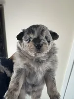 Lil Lea , a female Pomeranian for sale in Lakewood, OH – 1 of 4