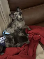 Mercy , a female Chihuahua and Pomeranian for sale in Lakewood, OH – 3 of 5