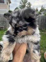 Gizmo, a male Pomeranian for sale in Lakewood, OH – 3 of 7