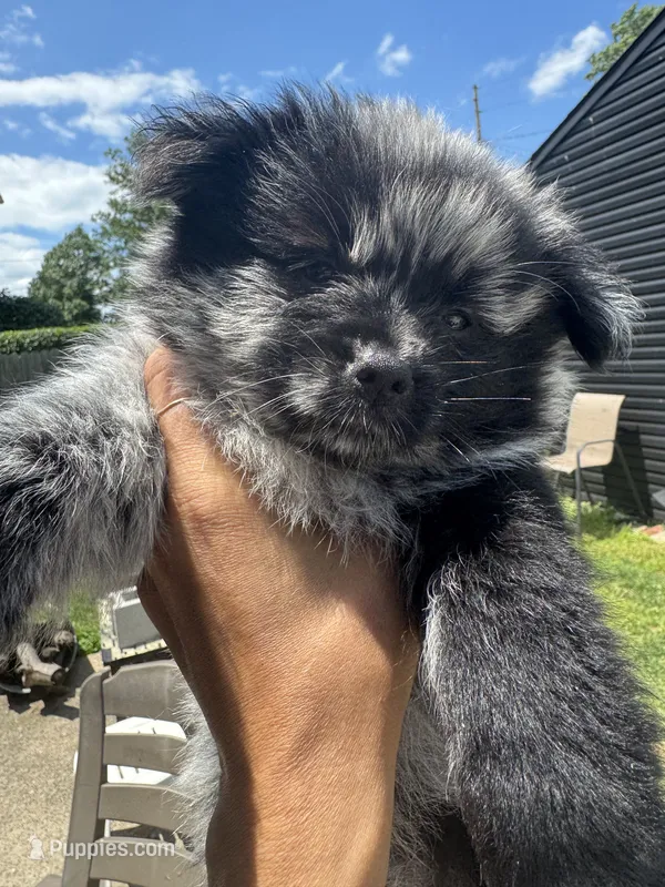 Gremlin – Pomeranian puppy for sale in Lakewood, OH