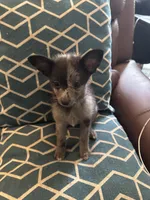Shilly, a male Chihuahua and Pomeranian for sale in Lakewood, OH – 5 of 10