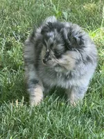 Gizmo, a male Pomeranian for sale in Lakewood, OH – 6 of 7
